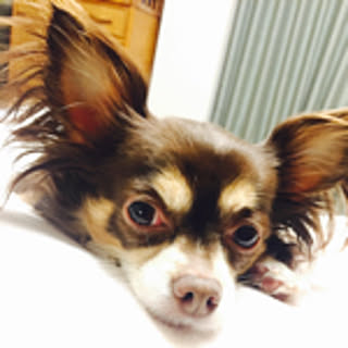 haru-haru