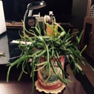 rintaro