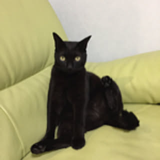miumiu