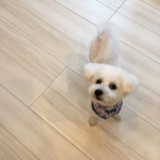 taro