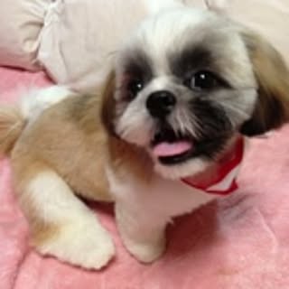 momomo