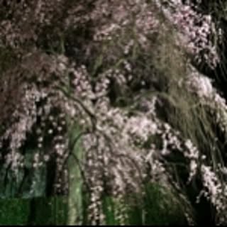 Hayashi-yosakura