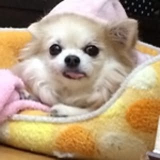 Kazu