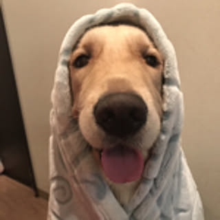 banzaihihi