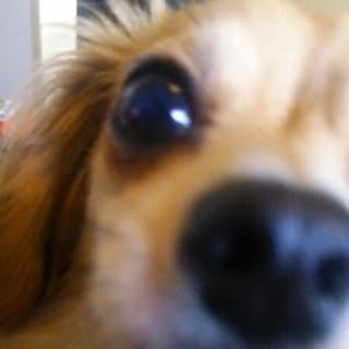 Gunji