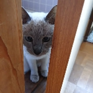 piyo