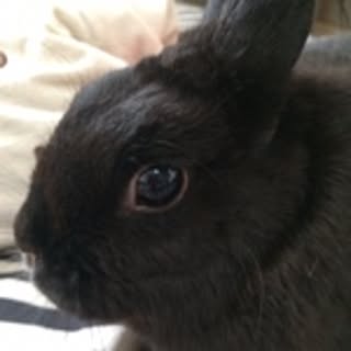 kyao