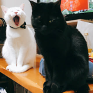 Othellocat