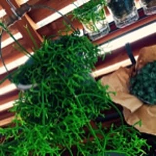 pino