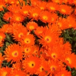 Kururi