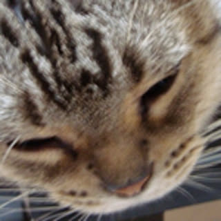 maatona