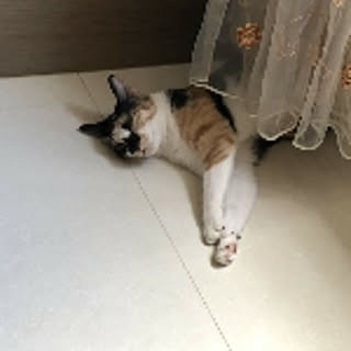 Heo
