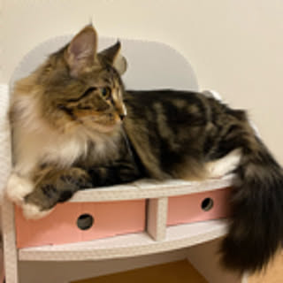 Komeko