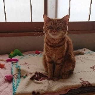 kinako