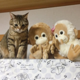 runacat-178
