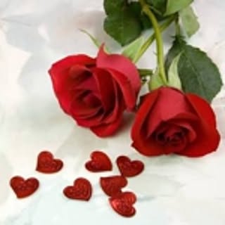 Rose331