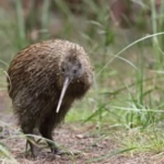 KIWI