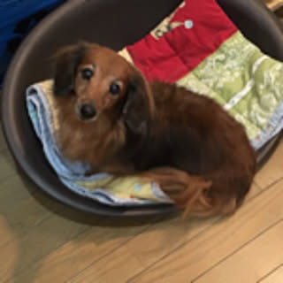 cocoa