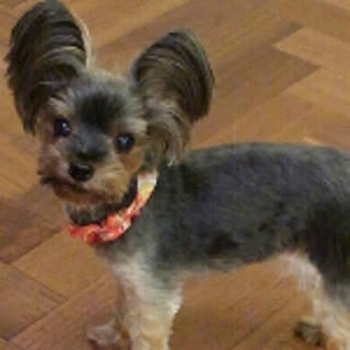 minnie