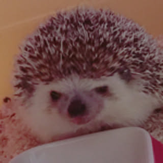 yudeusagi