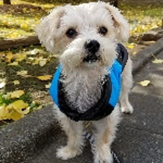 pino