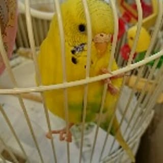 raionnpiichan