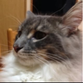 ichan