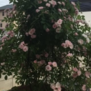 pinktree545