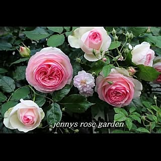 jenny