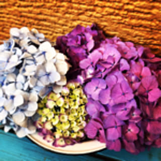 Jasmine