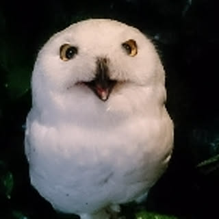 ya_2
