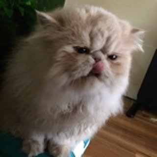 zaki_yu