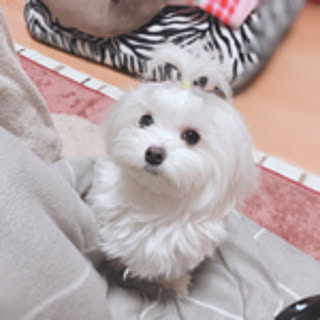 mamapo