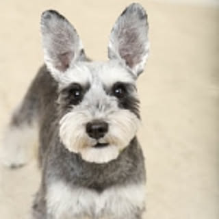 penelope