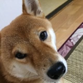 puu