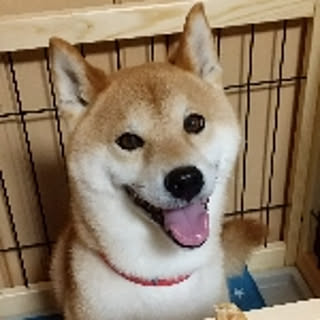 yo-chan
