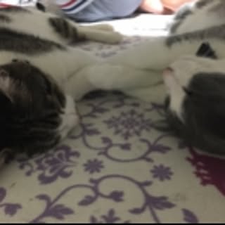 jiji_kiki_mimi