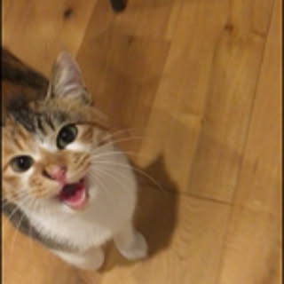Mac