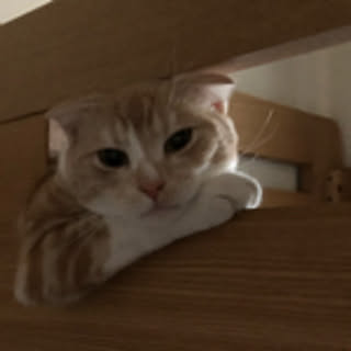 ayum