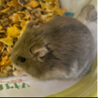 mon