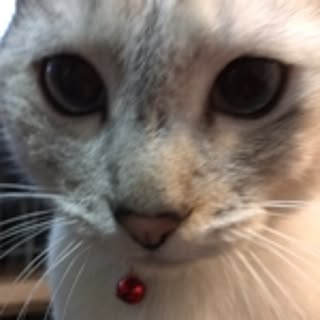 chaki