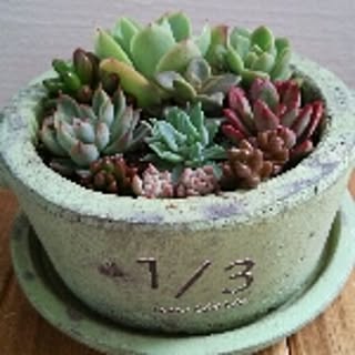 abricotchouchou
