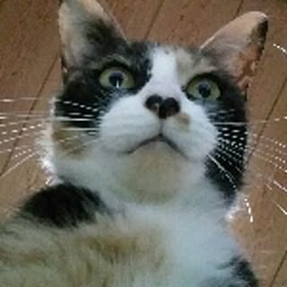 catLover