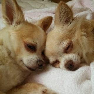 Chiharu