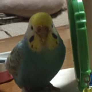 makitan