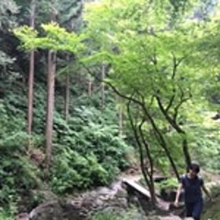 sato
