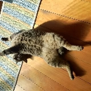 azuki