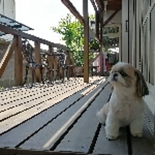maggie
