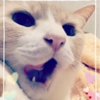 nyantacchi