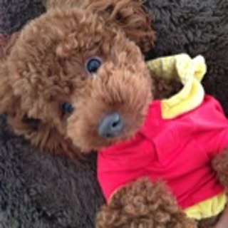 minapooh